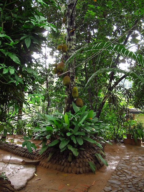 Spice garden close Kandy, Sri Lanka