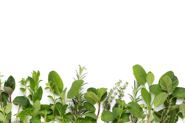 Spice herbal leaves and chili pepper on white background