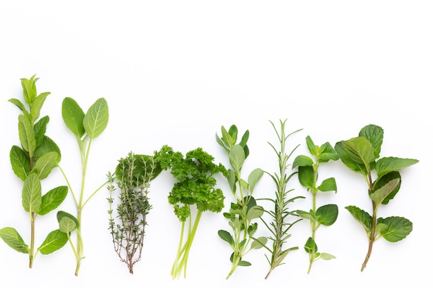 Spice plant isolated on white surface. Top view. .