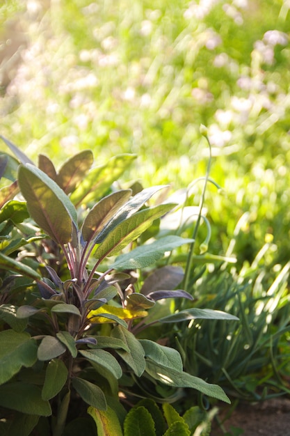 Spices Mediterranean sage in the garden