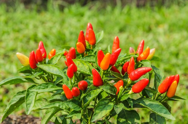 Foto peperoncino piccante colorato