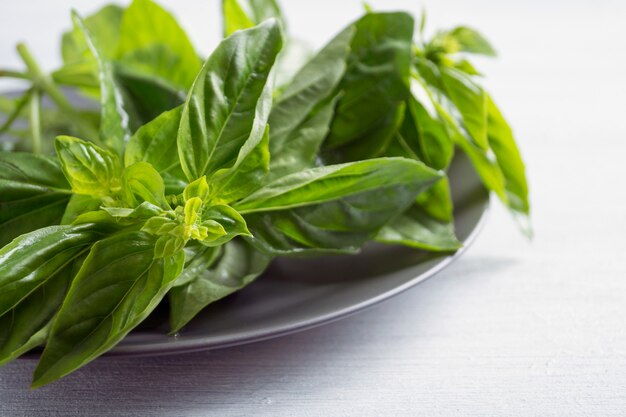 Spicy fresh green Basil on a light background.