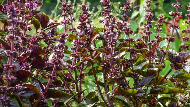 Photo spicy grass basil fragrant