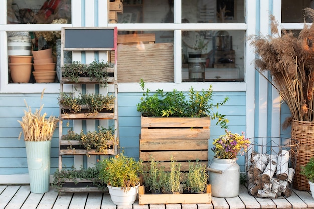 Spicy herbs in pots on outdoor on terrace. Cozy decor veranda at house. Gardening