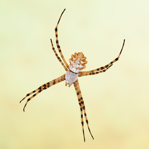 거미 Argiope lobata, Lobed Argiope, 암컷. 매크로 촬영.