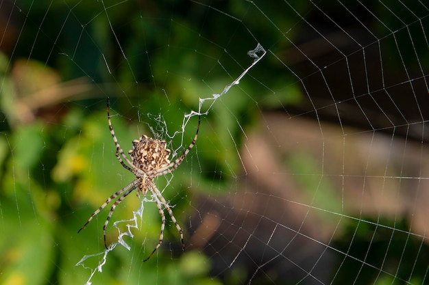 Photo spider argiope lobata malaga spain