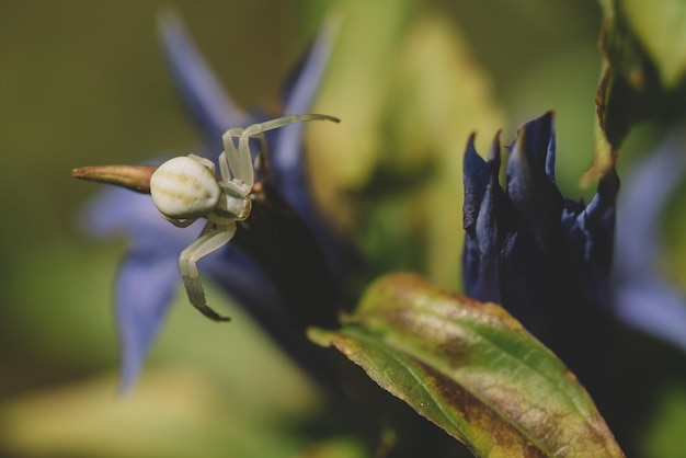 A spider on a beautiful flower