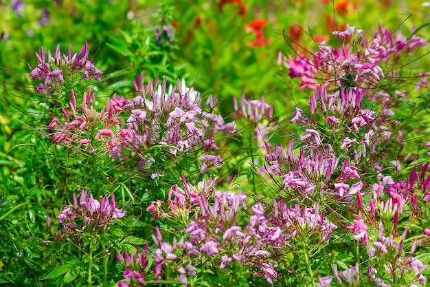 Spider bloem, paars, bloeiend, kleurrijk