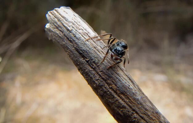 A spider on a branch