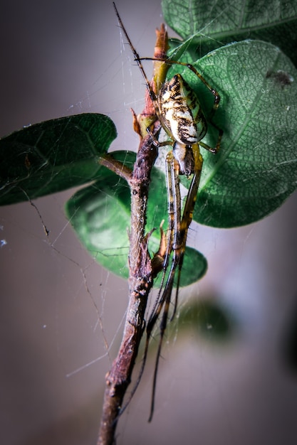 Spider Brown on Spiderweb