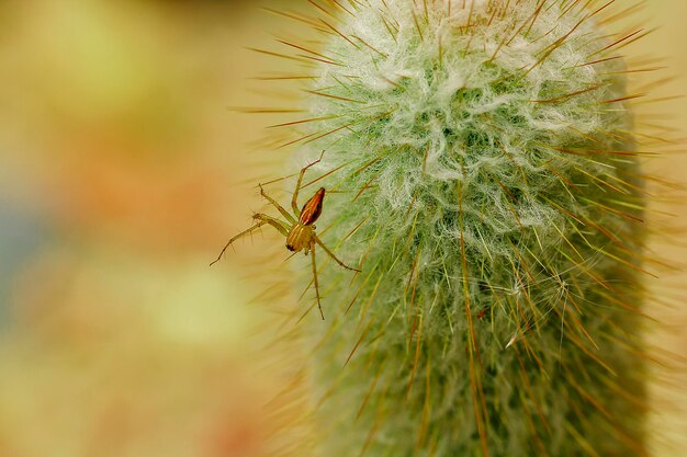 Foto ragno su un cactus