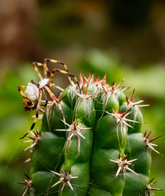 Spider on cactus