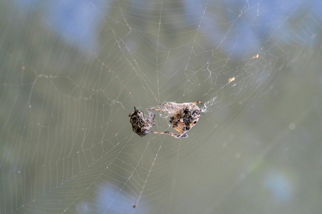 Spider catching a fly