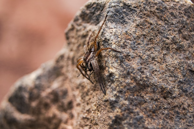 The spider caught the prey and holds it in its paws while sitting on a stone