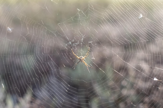 Spider in the center of the web closeup