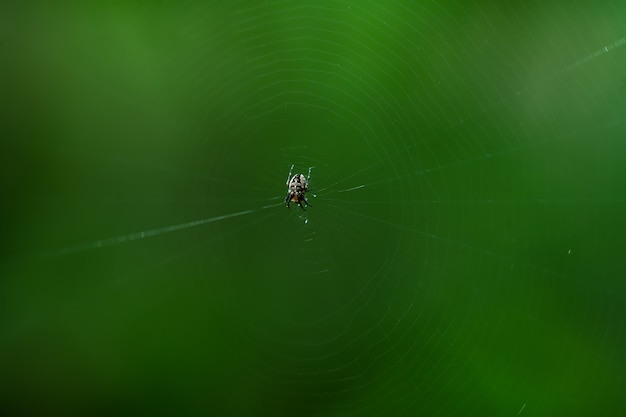 A spider in the center of the web on a green background.