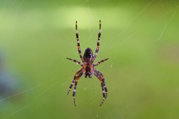 Spider in the center of the web waiting for prey