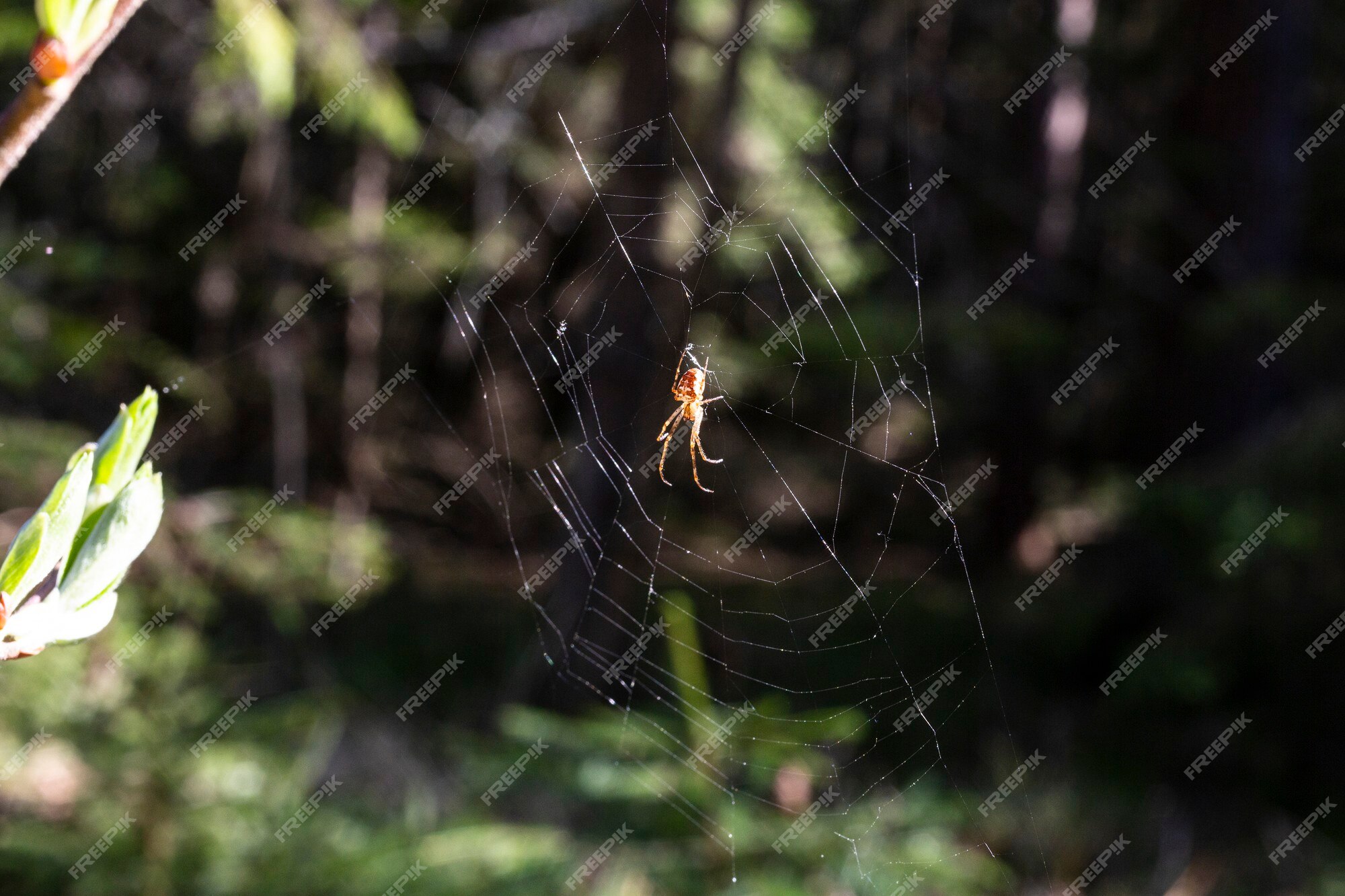 Premium Photo  The spider climbs on the web with blurry green