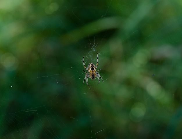 Premium Photo  The spider climbs on the web with blurry green