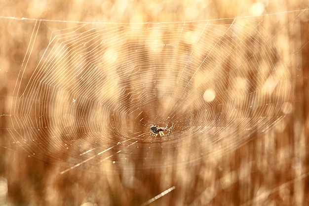 Spider in cobweb