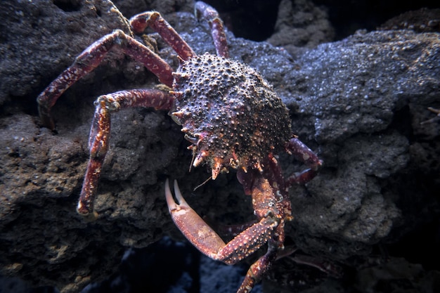 Spider crab macro view