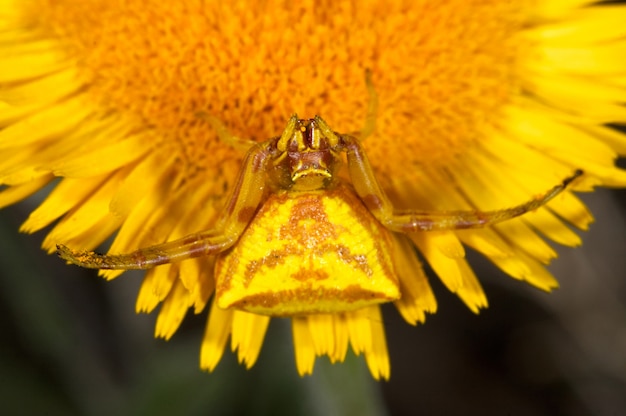 クモガニ（Thomisus Onustus）