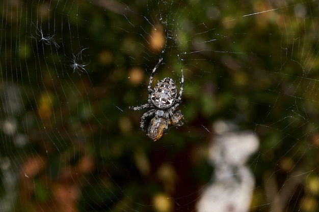 Spider-cross (lat. Araneus). De bij kwam in het web van het spinnenkruis terecht.