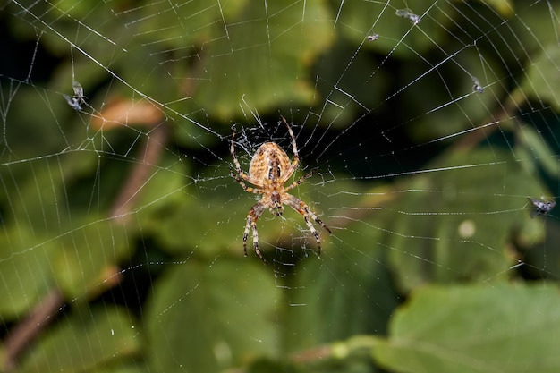 거미 십자가 (lat. Araneus)는 웹의 중앙에 앉아서 웹에 걸린 먹이를 기다립니다.