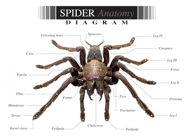 Spider-diagram