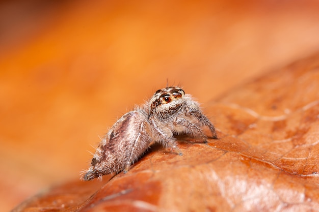 Spider on dry leaf