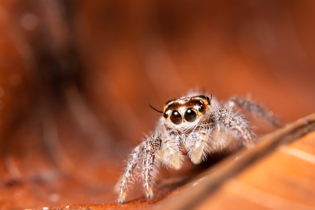 Spider on dry leaf