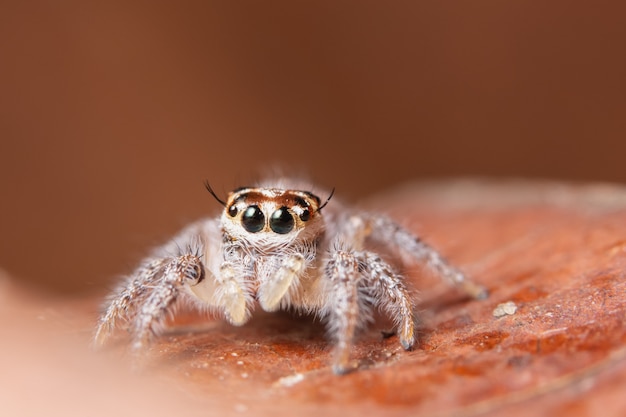 乾燥した葉の上にスパイダー