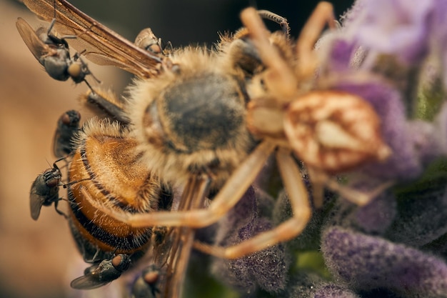 A spider eating bee perched on a violet flower