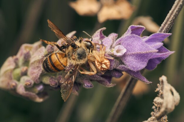 バイオレットの花に座っているクモを食べるミツバチ