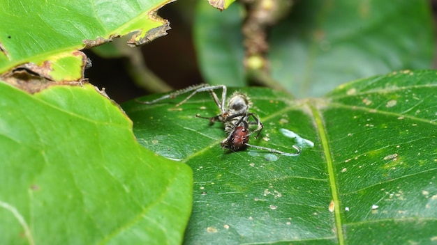 A spider eating a red bug on a leaf