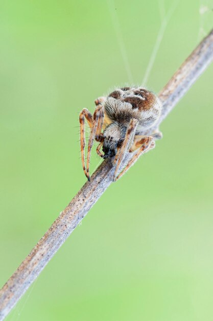 A spider eats a fly in closeup Macro photo