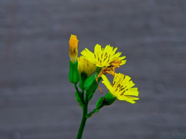 A spider on a flower is on a green stem.