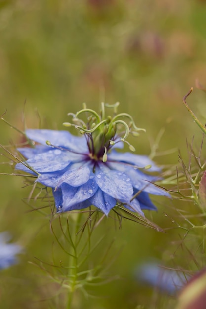 スパイダーの花