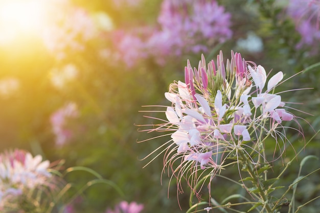 秋の太陽の立ち上がりから、蜘蛛の花やスピノサリンがきらきらと輝きます