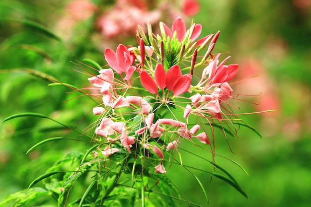 스파이더 꽃 또는 Spiny Spiderflowers 또는 Cleome Hassleriana 분홍색 스파이더 꽃의 클로즈업