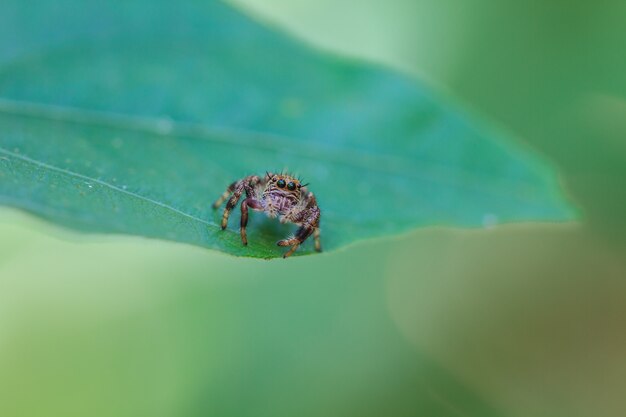 Photo spider in forest