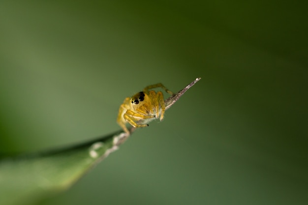  A spider on green blurred background