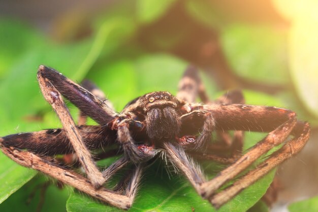 Photo spider on green leaf