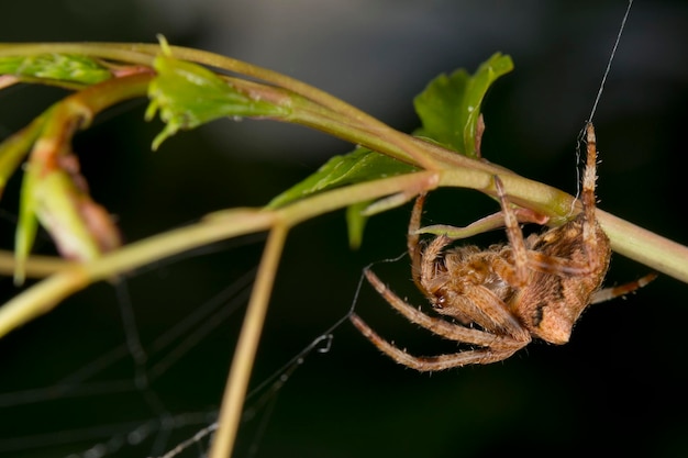 Spider hanging from its web