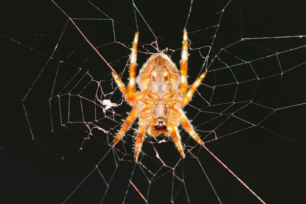 A spider hanging in its web net