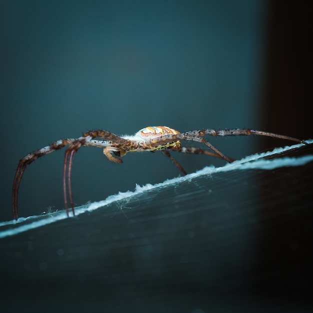 Spider on her web waiting for a fly.