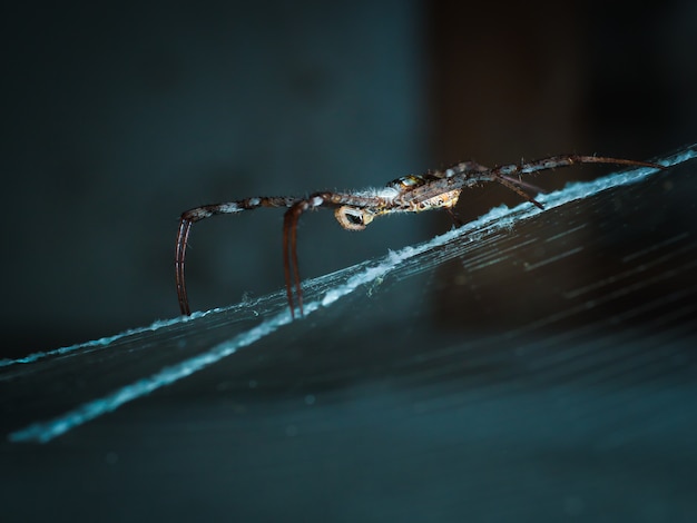 Spider on her web waiting for a fly.