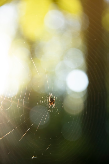 狩りの森の中でウェブを保持しているクモ。明るい黄色の太陽の光、クモのネットワーク、春の季節、野生の自然の概念の美しさ。