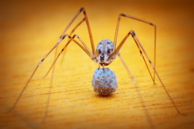 the spider is carrying the egg