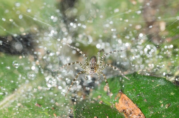 The spider is holding on the web